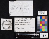 Media resource of Coprinus radians