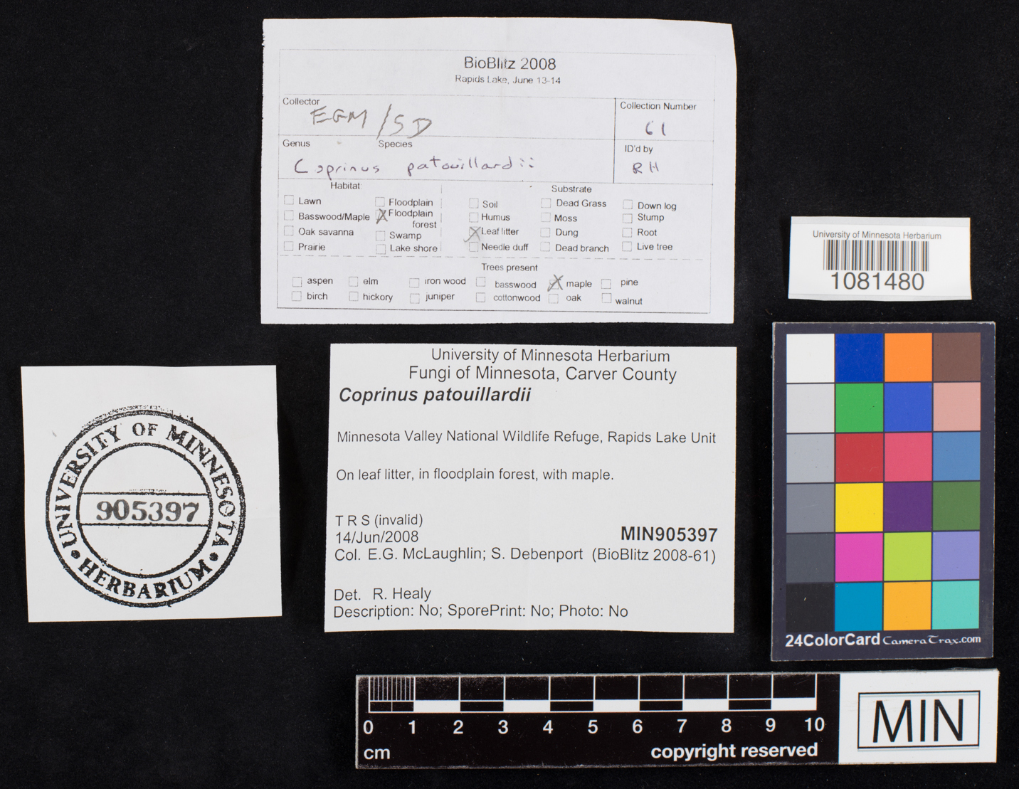 Coprinus patouillardii image