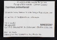 Coprinus patouillardii image