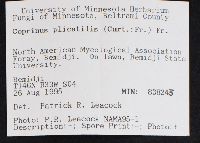 Parasola plicatilis image