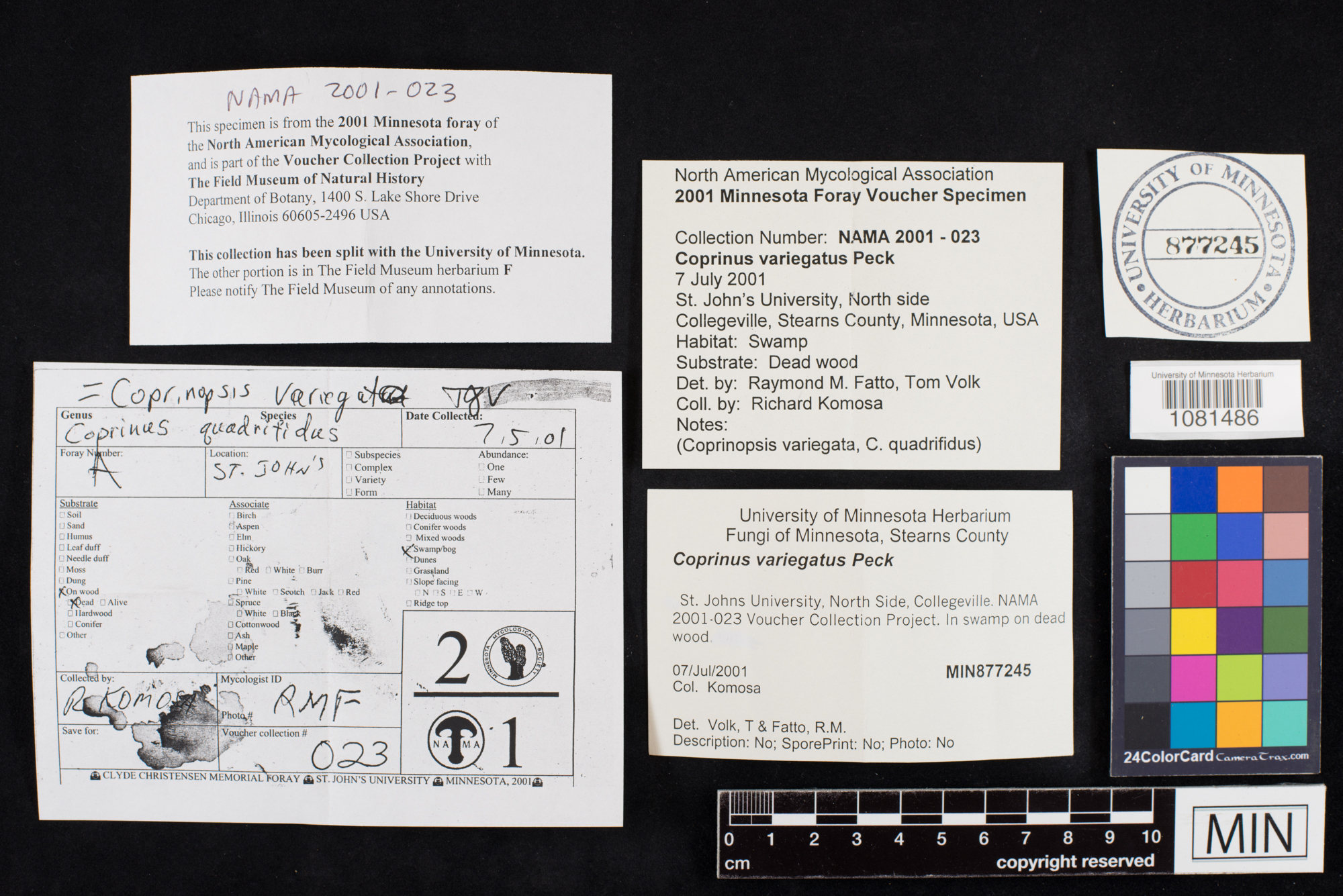 Coprinus variegatus image