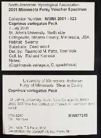 Coprinus variegatus image