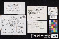 Coprinellus radians image