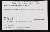 Coprinopsis variegata image