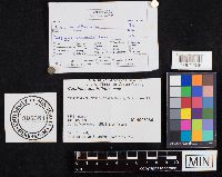 Coprinopsis variegata image