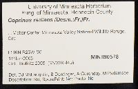 Coprinellus radians image