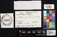 Coprinellus radians image