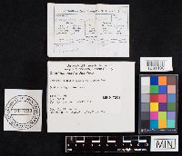 Coprinopsis variegata image