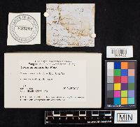 Coprinopsis variegata image