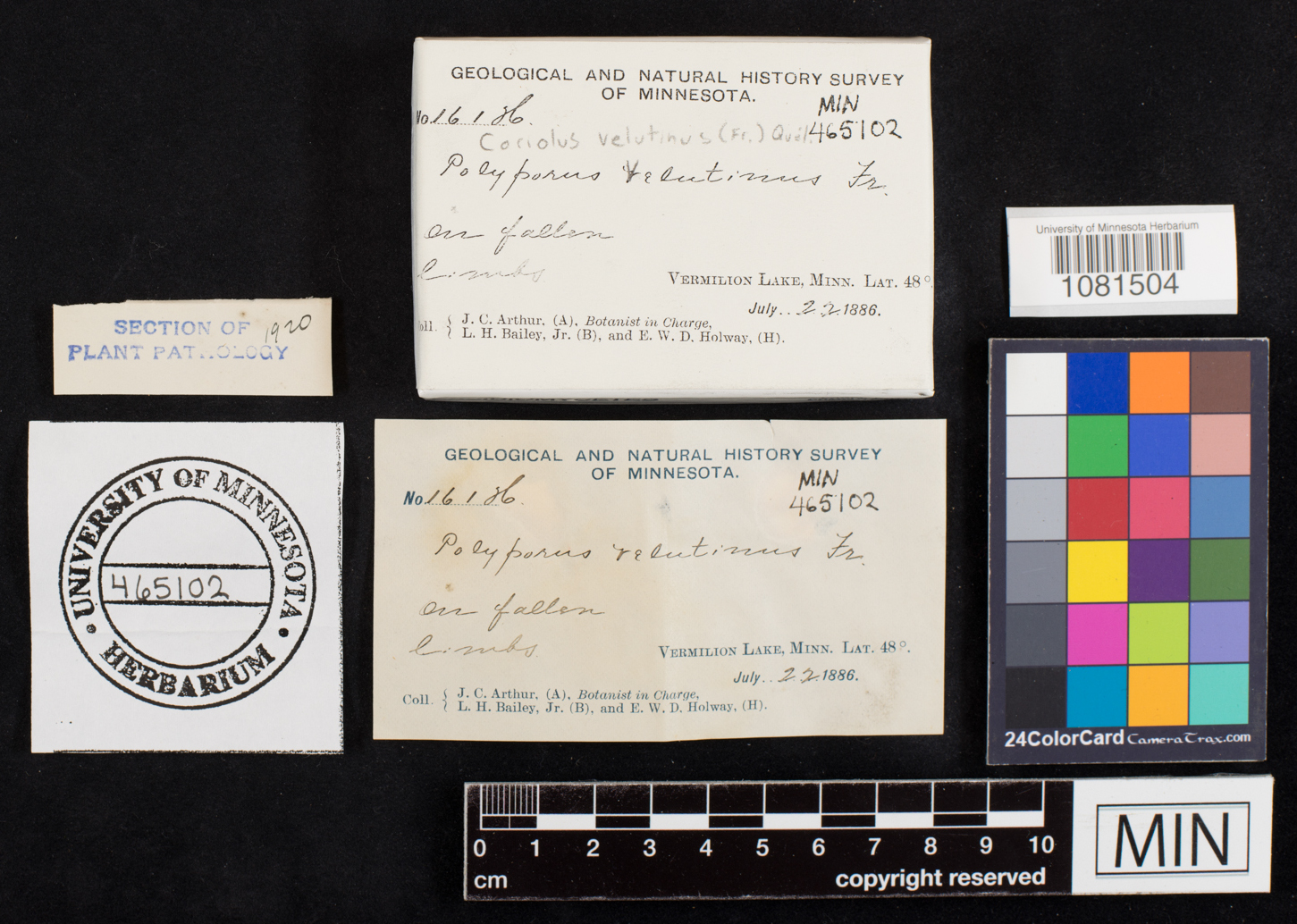 Coriolus velutinus image