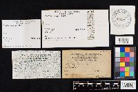 Media resource of Corticium vagum