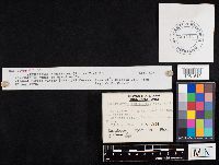 Cortinarius armillatus image