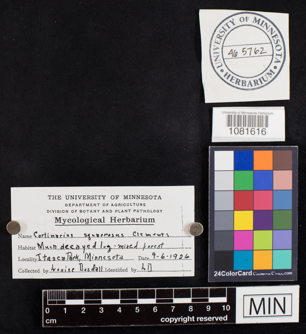 Cortinarius squarrosus image