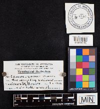 Media resource of Cortinarius squarrosus