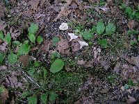 Cotylidia diaphana image