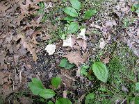 Cotylidia diaphana image