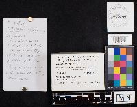 Cotylidia diaphana image