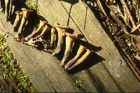 Image of Craterellus fallax