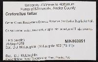 Craterellus fallax image