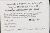 Craterellus tubaeformis image