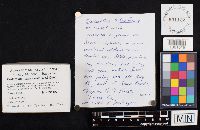 Craterellus tubaeformis image