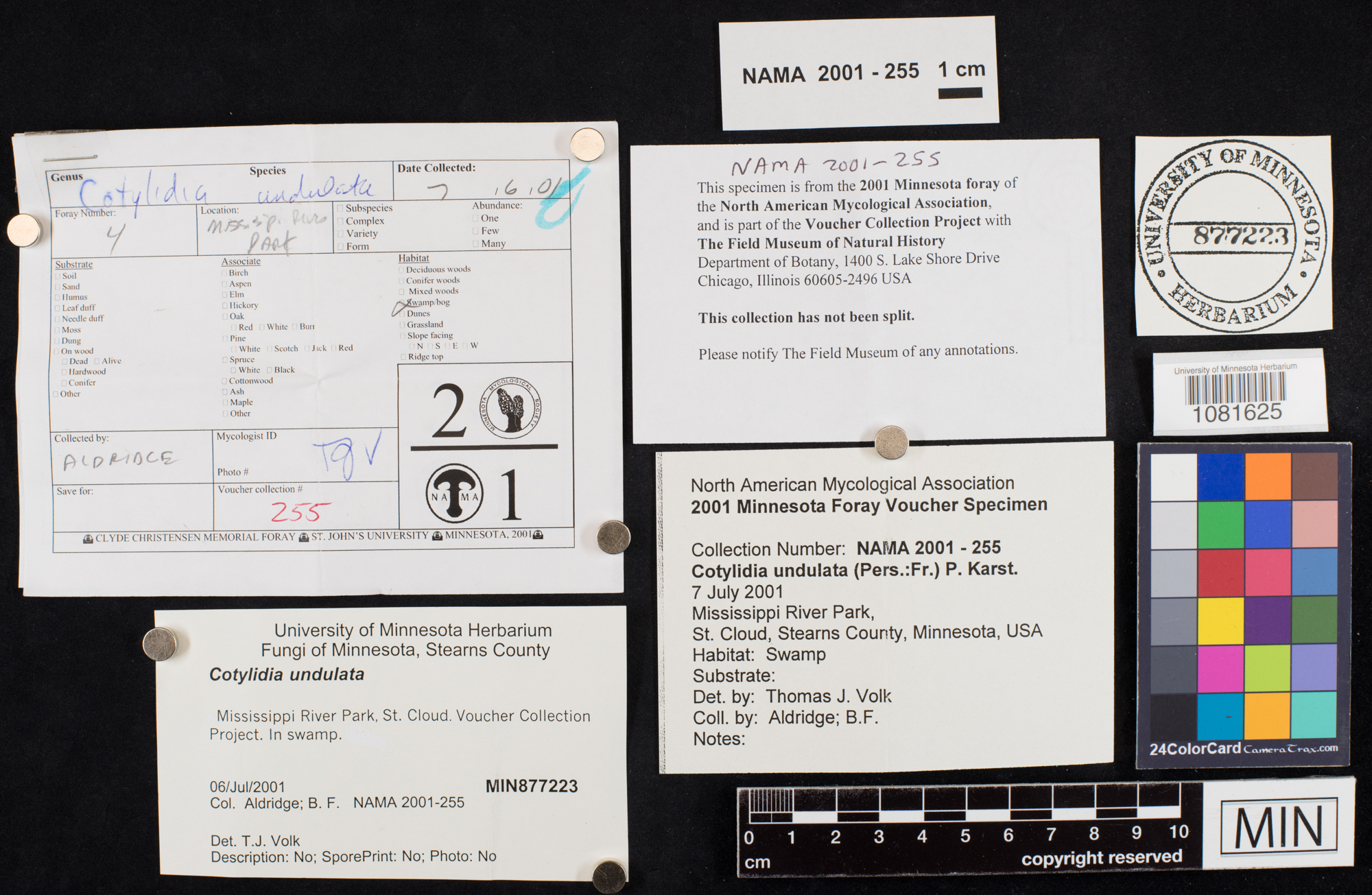 Cotylidia undulata image