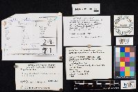 Cotylidia undulata image