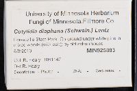 Cotylidia diaphana image