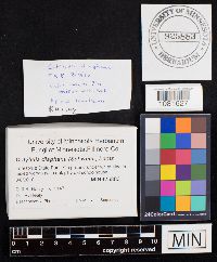 Cotylidia diaphana image