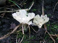 Cotylidia diaphana image