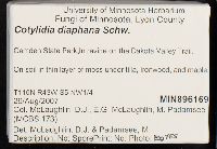 Cotylidia diaphana image