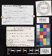 Cotylidia diaphana image