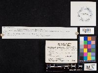 Cotylidia diaphana image