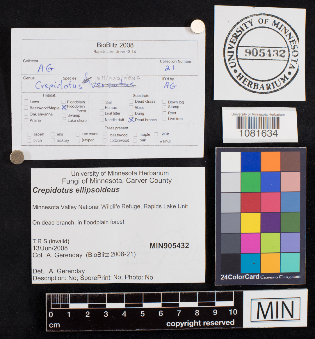 Crepidotus ellipsoideus image