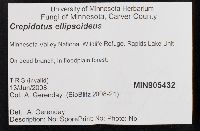 Crepidotus ellipsoideus image