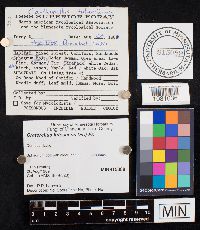 Craterellus lutescens image