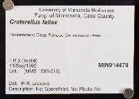 Craterellus fallax image