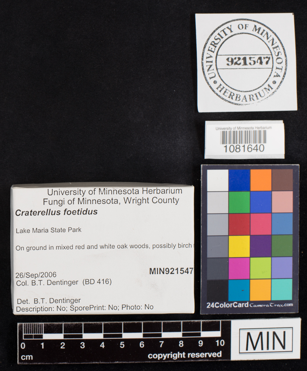 Craterellus foetidus image
