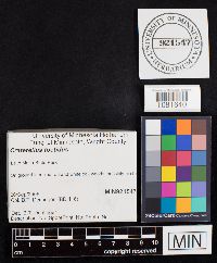 Media resource of Craterellus foetidus