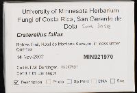 Craterellus fallax image