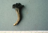 Craterellus fallax image