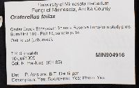 Craterellus fallax image