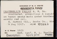 Craterellus fallax image