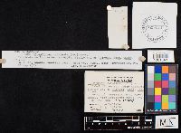 Crepidotus calolepis image