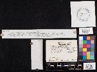 Crepidotus cinnabarinus image