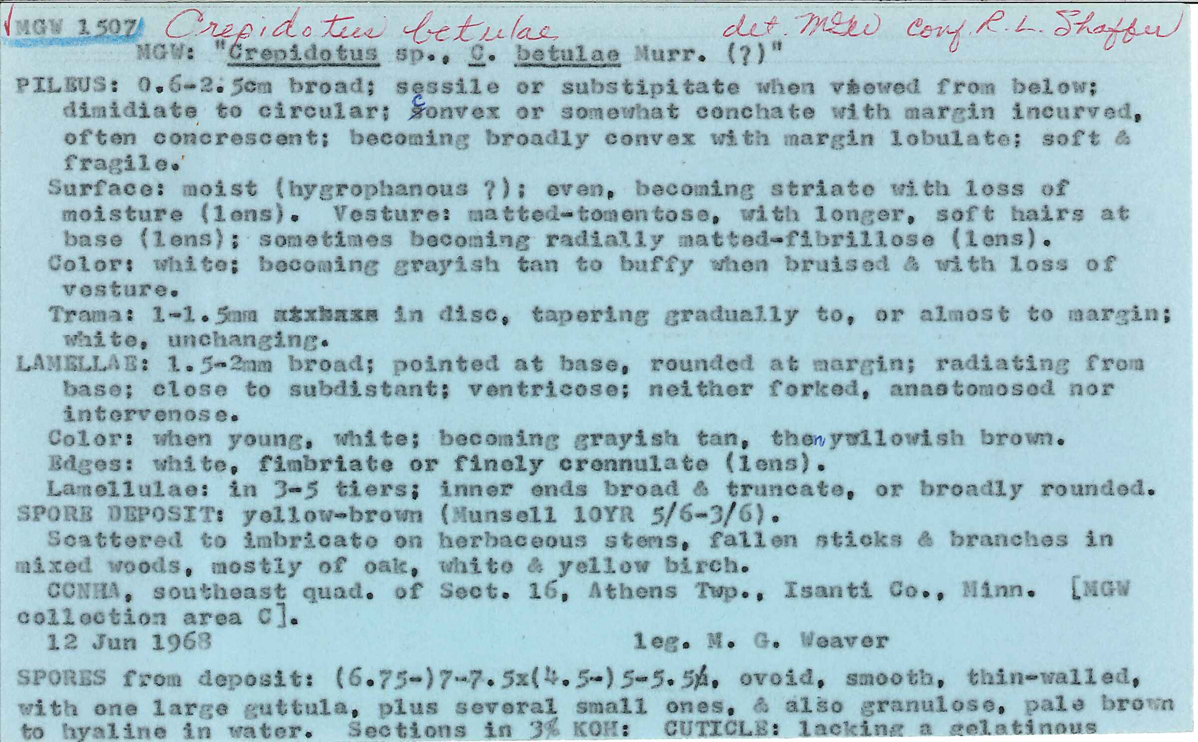 Crepidotus betulae image