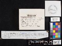 Crepidotus betulae image