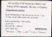 Crepidotus mollis image
