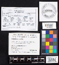 Crepidotus mollis image