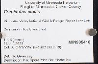 Crepidotus mollis image